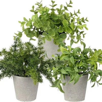 Image de Petites plantes artificielles : eucalyptus, romarin, herbes aromatiques, décoration