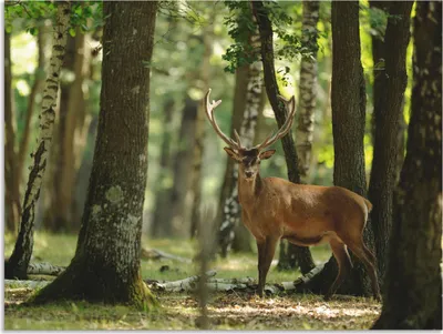 Produktbild von ARTland Wandbild Alu für Innen & Outdoor Hirsch 4 - Wald Größe: 40x30 cm