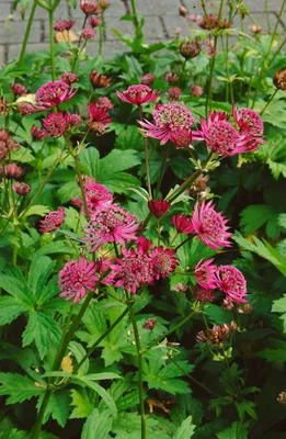 Produktbild von Astrantia major 'Claret', Sterndolde, dunkelrot, ca. 11x11 cm Topf
