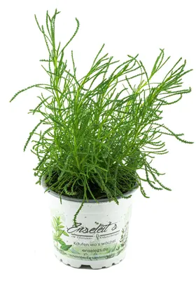 Produktbild von Enseleits Olivenkraut - Olivenstrauch - Santolina viridis