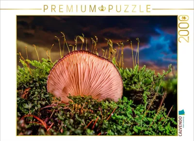 Produktbild von CALVENDO Puzzle Austern-Seitlings (Pleurotus ostreatus) | 2000 Teile Lege-Größe 90x67cm Foto-Puzzle für glückliche Stunden