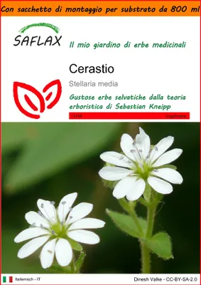 Immagine prodotto di SAFLAX Garden in the bag - Cerastio - 1000 semi - Stellaria