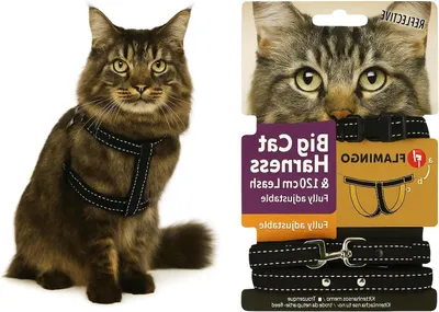 Zdjęcie produktu dla Szelki dla kota z obrożą – Bezpieczne uprzęże – Idealne na spacery – Regulowane bezstopniowo – Obwód szyi: 22-32 cm, obwód klatki piersiowej: 35-56 cm – Czarny kolor