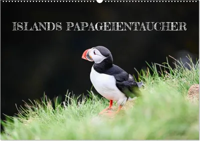 Produktbild von Islands Papageientaucher (Wandkalender 2027 DIN A2 quer), CALVENDO Monatskalender