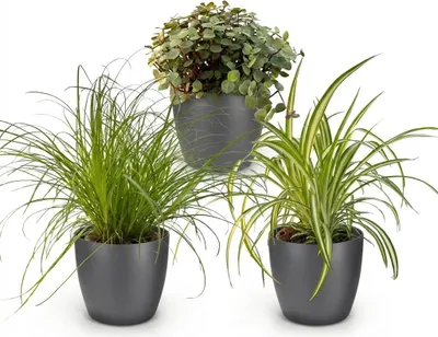 Obrázek produktu pro Sada 3 pokojových rostlin: Cyperus, Calissia, Chlorophytum, v šedém kvetináci o