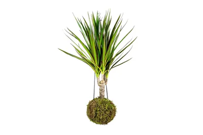 Obrázek produktu pro Gardners Kokedama Dracaena marginata (S)