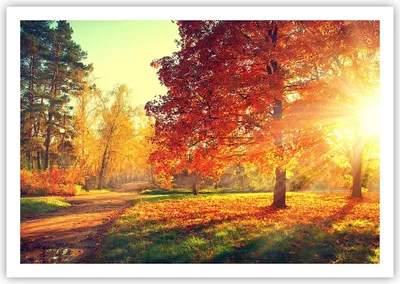 Produktbild von Poster - Poster ohne Rahmen - Park Herbst Baum - 100x70 cm - Wand Bild - Wanddeko - Wandbilder - Kunstposter - Wandposter - Bilder - Kunstdruck - Wanddekoration - Wandbild - P2XAA100x70-3654