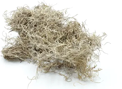 Produktbild von BioSpain Moss Spanisches Moos 25g