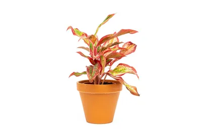 Obrázek produktu pro Gardners Aglaonema Crete Flame, průměr 12 cm