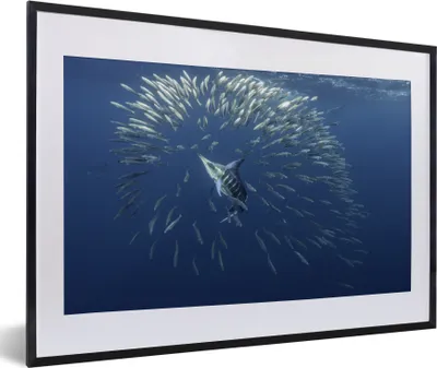 Produktbild von MuchoWow® MuchoWow® Gerahmtes Poster Fisch - Schwertfisch - Wasser 60x40 cm - Poster mit zchwarzem Bilderrahmen - Schlafzimmer - Plakat in Rahmen - Drucken