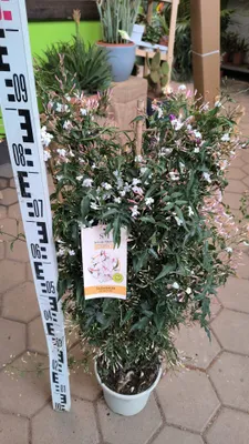Produktbild von Jasminum polyanthum 80-100 cm Jasmin Duftpflanze Zimmerpflanze duftende Blüten Blütenmeer Duftjasmin