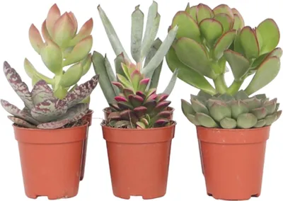Produktbild von Mini-Sukkulenten - 6 Stk - Succulent Mix - Höhe 5-10cm - ⌀6cm