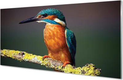 Produktbild von Glasbilder 140x70 Wandkunst Bunter Vogel auf einem Ast