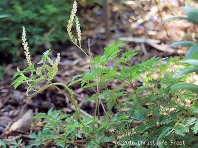 Produktbild von 6 x Zwerg-Geißbart - weiße Blüte - Herbstfärbung - TB 9