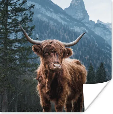 Produktbild von MuchoWow® Poster Kuh - Schottischer Highlander - Natur 50x50 cm - Wohnzimmerdekoration