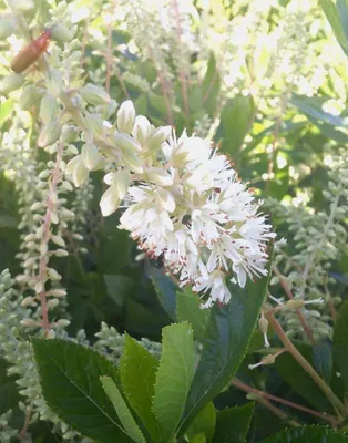 Immagine prodotto di Silberkerzenstrauch (Clethra alnifolia) varietà "Hummingbird", altezza 60-80 cm