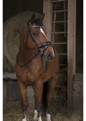 Produktbild von NORTON PRO Gurtzügel, Zügel, Farbe:Schwarz, Größe:Ponygröße