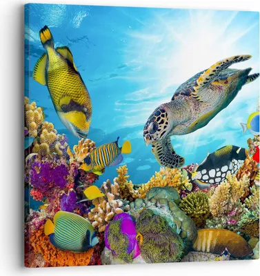 Produktbild von Bild auf Leinwand - Leinwandbild - Riff Koralle Fisch - 30x30cm - Wand Bild - Wanddeko - Wandbilder - Leinwanddruck - Bilder - Kunstdruck - Wanddekoration - Leinwand bilder - Wandkunst - AC30x30-3704