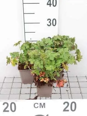 Image de 6 x Geranium macr. 'Czakor' - Bec de cigogne - pot 9 x 9 cm