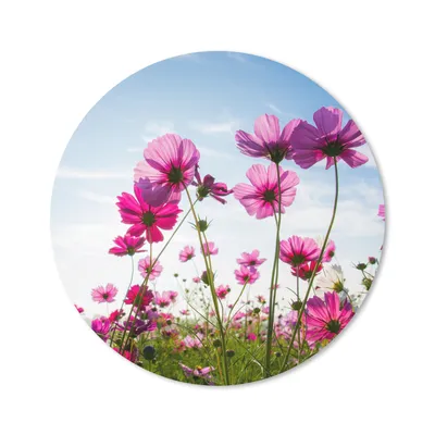 Produktbild von MuchoWow® Mauspad Mousepad Blumen - Rosa - Cosmea 50x50 cm - Mousepads - Maus Mat - Pad - Mausunterlage - Vinyl