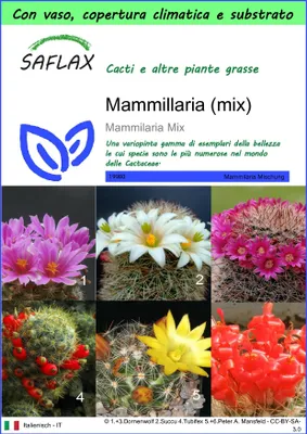 Immagine prodotto di SAFLAX Garden to go - Mammillaria (mix) - 40 semi - Mammilaria