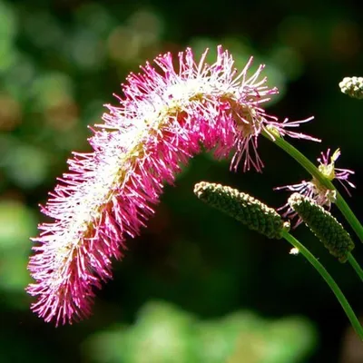 Image de 6 x Pimprenelle du Japon - Sanguisorba obtusa | Pot 9cm x 9cm