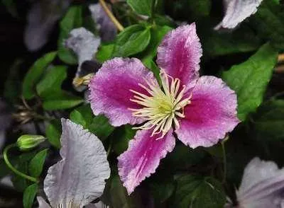 Produktbild von Clematis hybr. 'Piilu' - Waldrebe ‘Piilu’ 50-60 cm | Topf