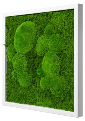 Produktbild von Moosbild Fifty Fifty Design (35x35, weiß)