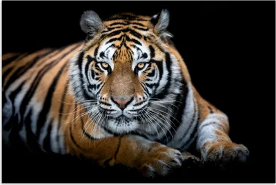 Produktbild von MuchoWow® Poster Porträt - Tiger - Schwarz 120x80 cm - Bilder