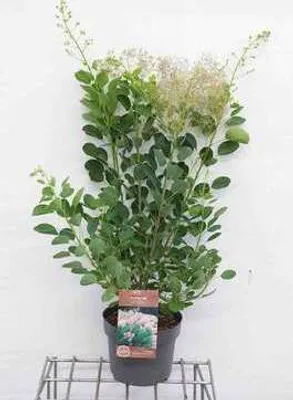 Image de Cotinus cogg. 'Young Lady'® - Arbuste à perruque Young Lady 50- 60 cm Conteneur