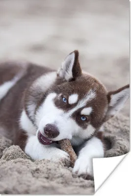 Produktbild von MuchoWow® Poster Husky-Welpe am Strand 60x90 cm - Wanddekoration
