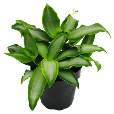 Produktbild von Murdannia loriformis "Bright Star" - niedrig wachsende Zimmerpflanze - 12cm Topf