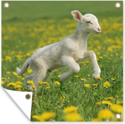 Produktbild von MuchoWow® 100x100 cm Outdoor-Poster Gartendeko Sichtschutz Garten Poster für den Garten  Schafe - Blumen - Gelb