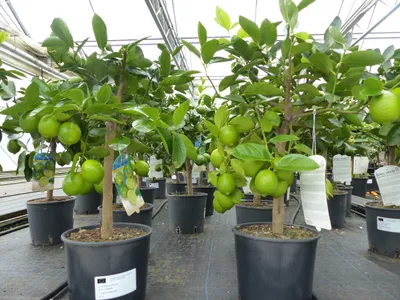 Produktbild von echte Caipi Limette Caipirinha Limettenbaum Citrus Lime 70 - 90 cm Zitruspflanze
