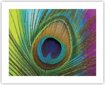 Produktbild von Poster - Poster ohne Rahmen - Pfauen Federn Regenbogen - 50x40 cm - Wand Bild - Wanddeko - Wandbilder - Kunstposter - Wandposter - Bilder - Kunstdruck - Wanddekoration - Wandbild - P2XAA50x40-4385