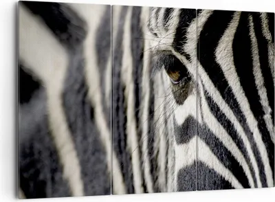 Produktbild von Bild auf Leinwand - Leinwandbild - Zebra Streifen Tierwelt Safari - 165x110cm - Wand Bild - Wanddeko - Leinwanddruck - Bilder - Kunstdruck - Leinwand bilder - Wandkunst - CE165x110-2195