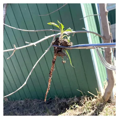 Produktbild von Unkrautstecher aus Edelstahl mit Holzgriff, Handjätgerät für den Garten, Wurzeljäter