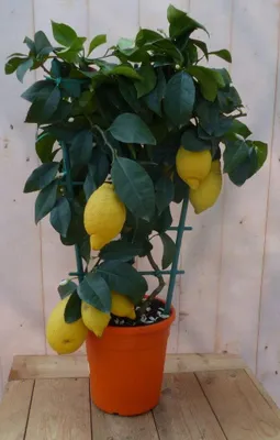 Productafbeelding van Citroen boompje 80 cm hoog Warentuin Natuurlijk