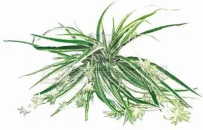 Immagine prodotto di Piante tropicali