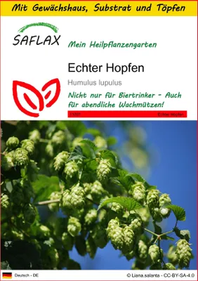 Produktbild von SAFLAX Anzucht Set - Echter Hopfen - Humulus lupulus - 50 Samen - Mit Mini-Gewächshaus, Anzuchtsubstrat und 2 Töpfen