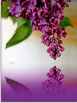 Produktbild von ARTland Glasbild Flieder Größe: 45x60 cm