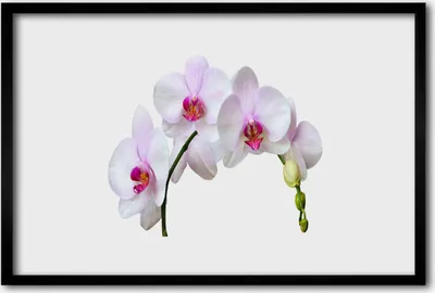Produktbild von Bild 60x40 MDF-Rahmen Wandkunst Orchidee Orchidee Blumen