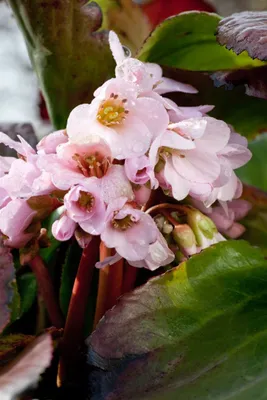 Produktbild von Bergenia cordifolia 'Biedermeier', Riesensteinbrech, rosa, ca. 11x11 cm Topf