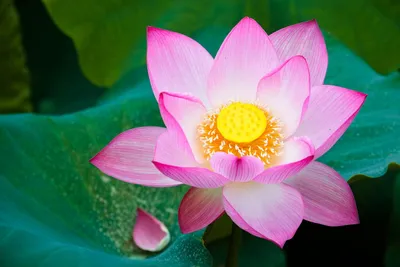 Produktbild von 10 Samen Lotosblume – Nelumbo nucifera | Indische Wasserpflanze für Teich, Garten & Kübel | Blüht exotisch & elegant