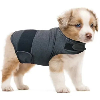 A puppy wearing a gray dog vest.