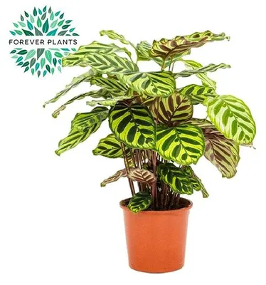 Immagine prodotto di Calathea Makoyana - 45-55cm - Ø17cm - Pianta d'appartamento - Sempreverde