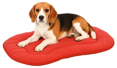 Produktbild von Flamingo Hundekissen, oval, für mittelgroße Hunde, 65 x 43,5 cm, Grau