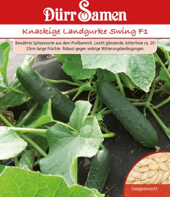 Produktbild von Dürr-Samen - Knackige Landgurke Swing F1 - Saatgut - 0912