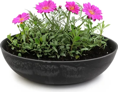 Produktbild von Runde bauchige 30 cm Pflanzschale für draussen, schwarz marmoriert