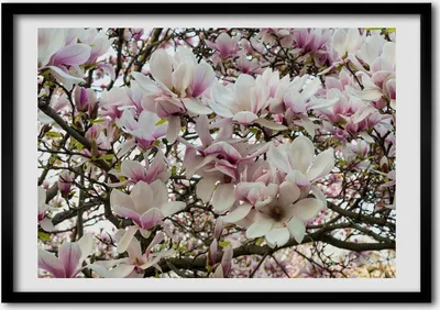 Produktbild von Bild - Bilder - Bilderrahmen - 70 cm x 50 cm - MDF-Rahmen, Wandkunst Magnolienblüten
